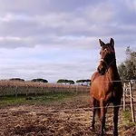 Casa de Campo Podere Monte Corno